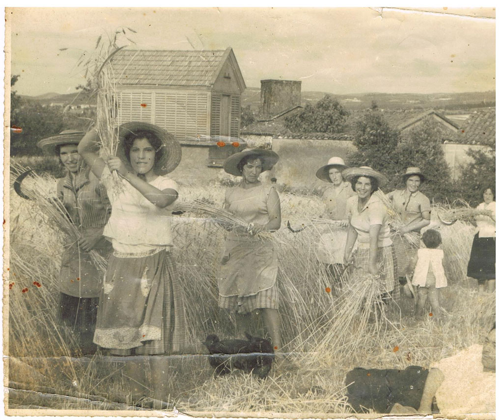Segando el trigo el el Pazo das Pallas. 1959. Foto aportada por Loli Hurtado de Mendoza